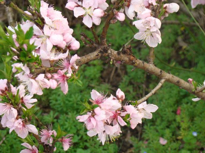石竹花图片 石竹图片 石竹植物图片图片