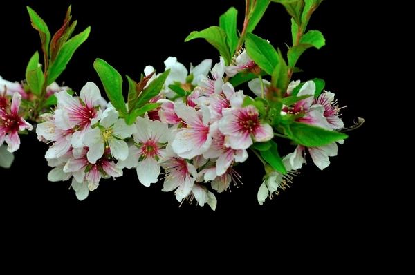 石竹花图片 石竹图片 石竹植物图片图片