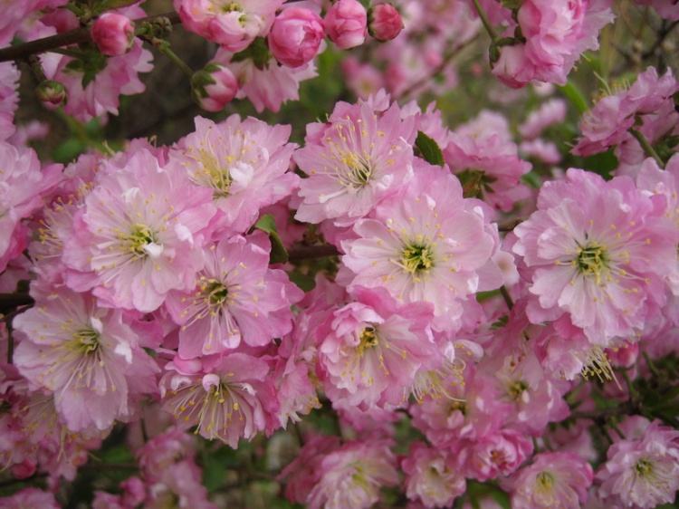 白芨花图片 白芨图片 白芨植物图片图片
