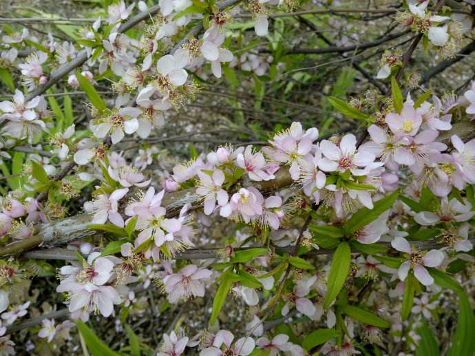 石竹花图片 石竹图片 石竹植物图片图片