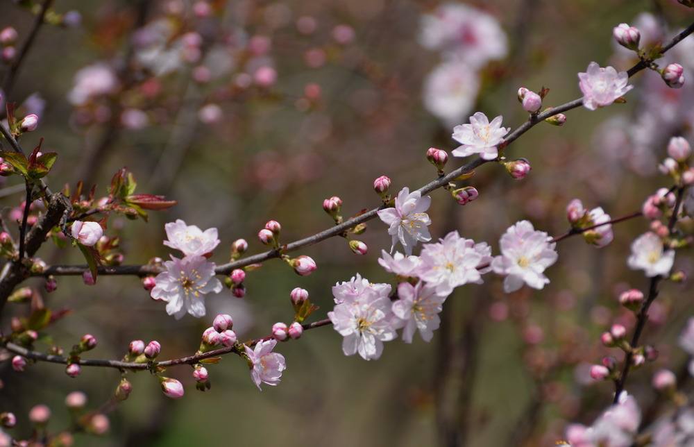 石竹花图片 石竹图片 石竹植物图片图片