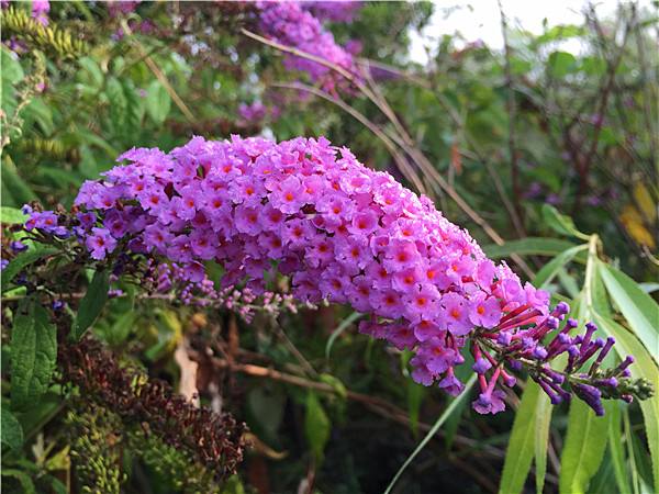 仙客来花图片  仙客来图片  仙客来植物图片图片