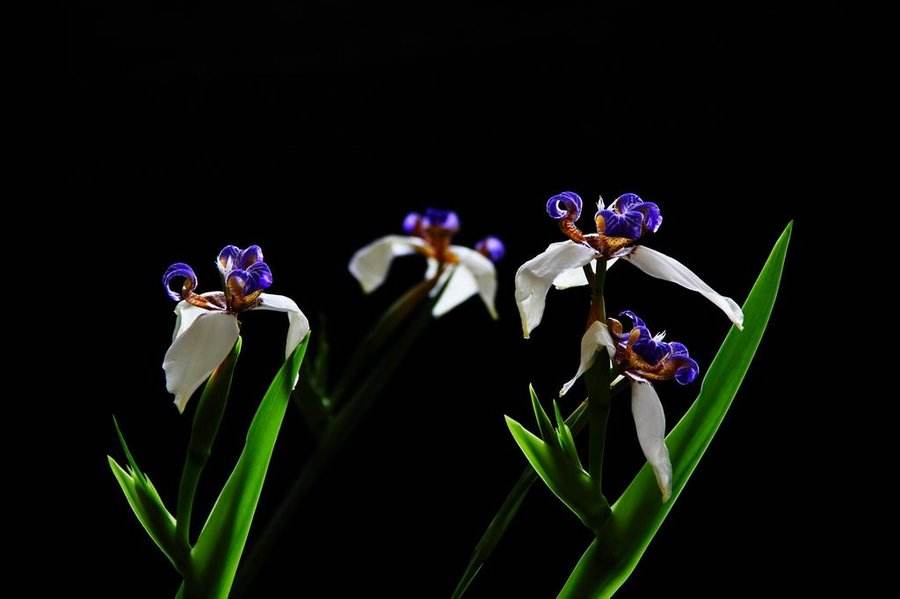 石竹花图片 石竹图片 石竹植物图片图片