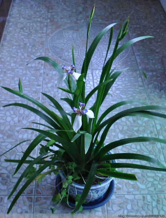 石竹花图片 石竹图片 石竹植物图片图片
