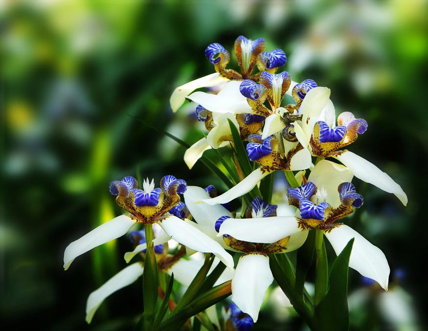 石竹花图片 石竹图片 石竹植物图片图片