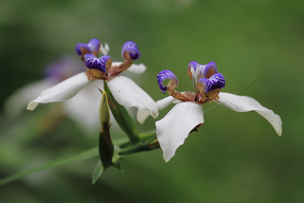 石竹花图片 石竹图片 石竹植物图片图片
