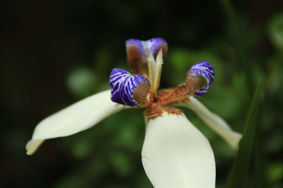 石竹花图片 石竹图片 石竹植物图片图片