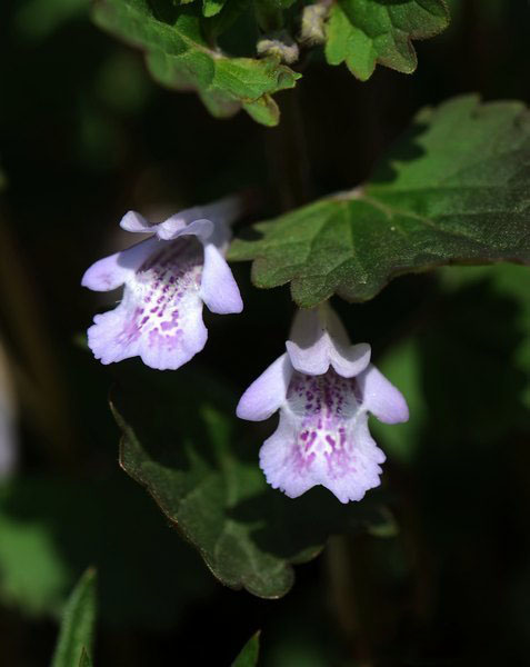 白芨花图片 白芨图片 白芨植物图片图片
