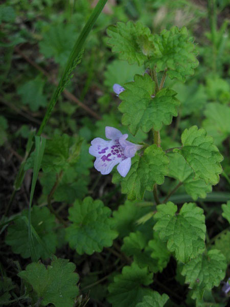 白芨花图片 白芨图片 白芨植物图片图片