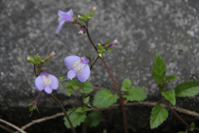 白芨花图片 白芨图片 白芨植物图片图片