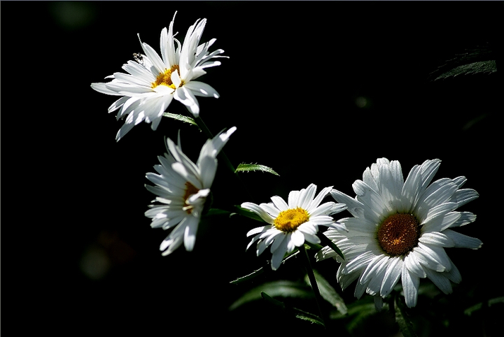 白芨花图片 白芨图片 白芨植物图片图片