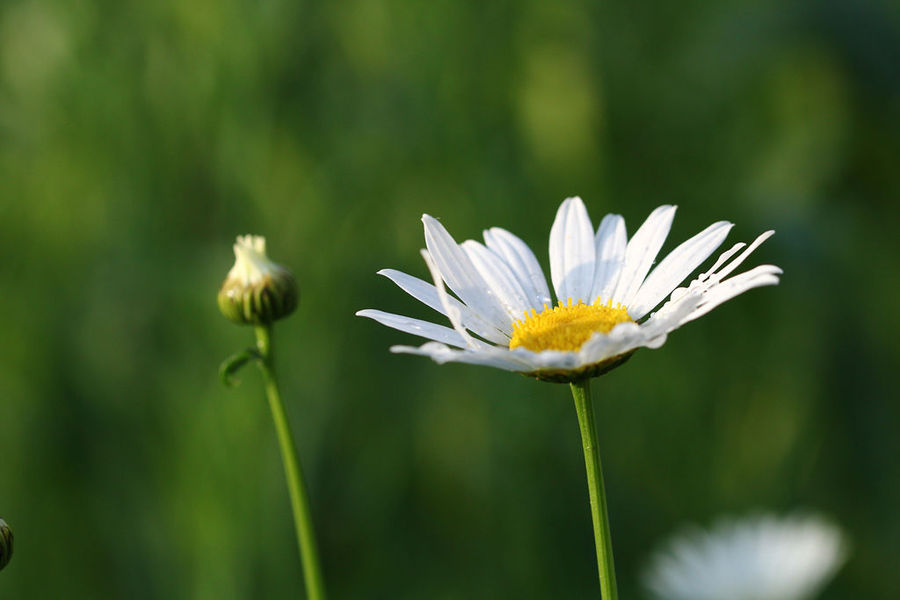 白芨花图片 白芨图片 白芨植物图片图片