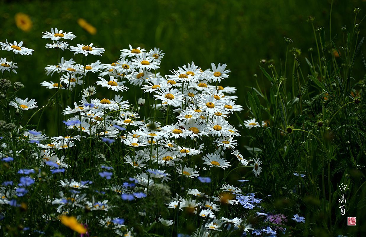 白芨花图片 白芨图片 白芨植物图片图片