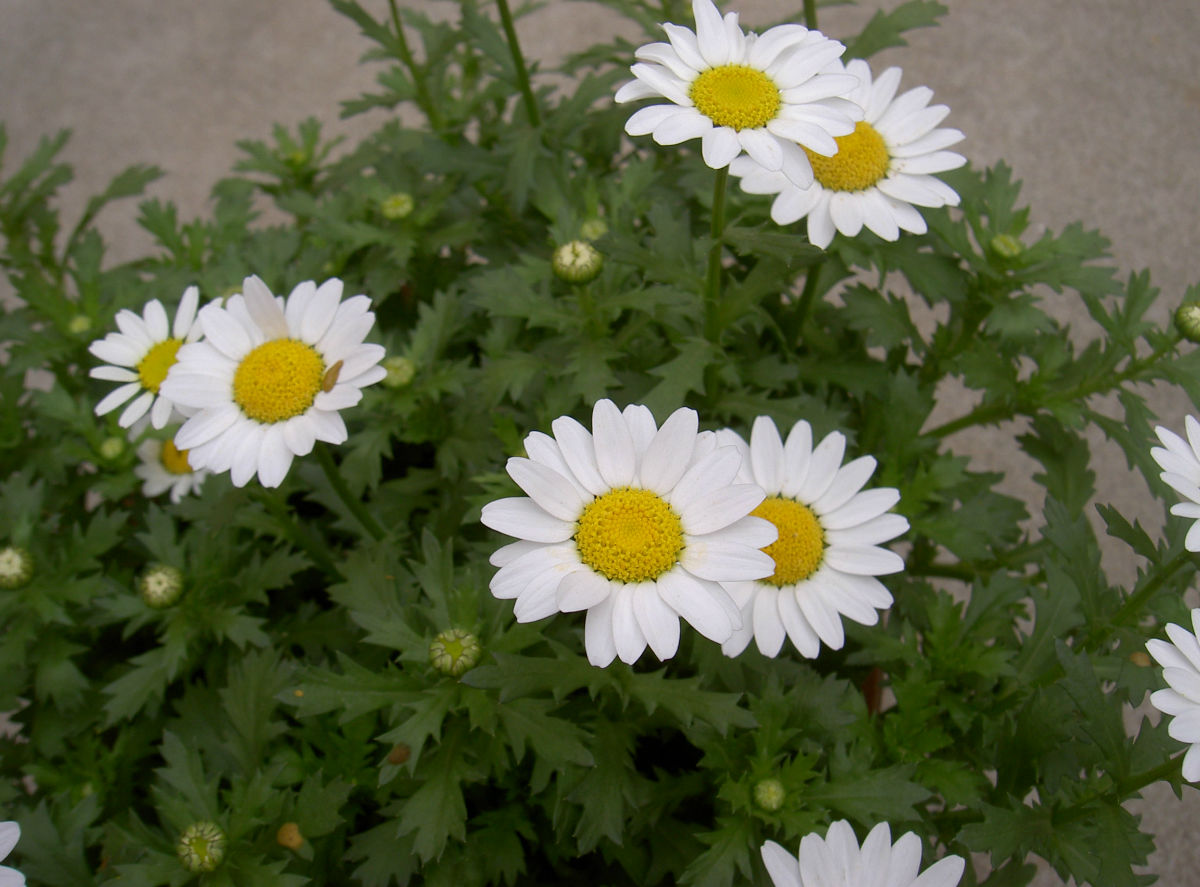 白芨花图片 白芨图片 白芨植物图片图片