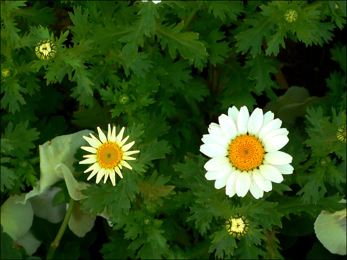 白芨花图片 白芨图片 白芨植物图片图片