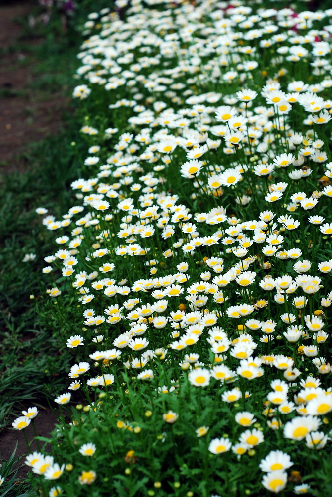 白芨花图片 白芨图片 白芨植物图片图片