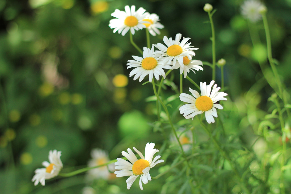 白芨花图片 白芨图片 白芨植物图片图片