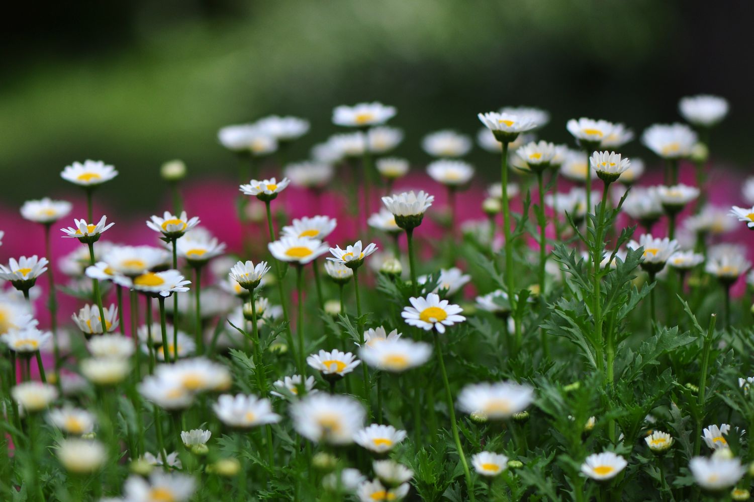 白芨花图片 白芨图片 白芨植物图片图片