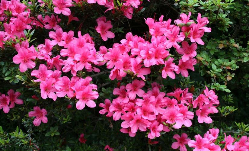 石竹花图片 石竹图片 石竹植物图片图片