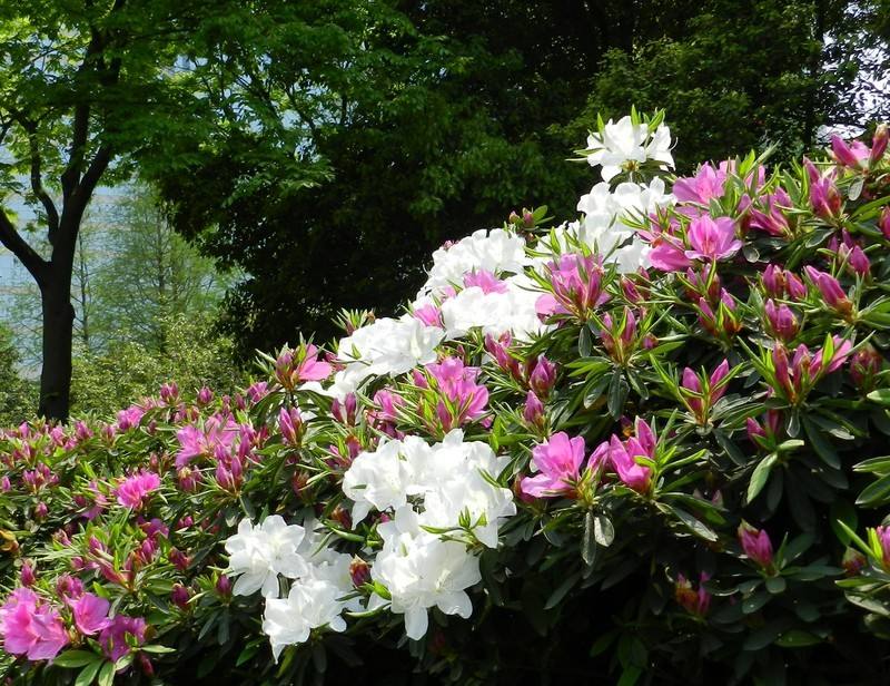 石竹花图片 石竹图片 石竹植物图片图片