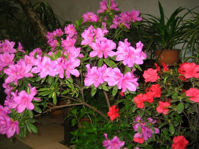石竹花图片 石竹图片 石竹植物图片图片