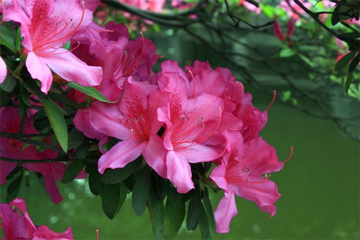 石竹花图片 石竹图片 石竹植物图片图片