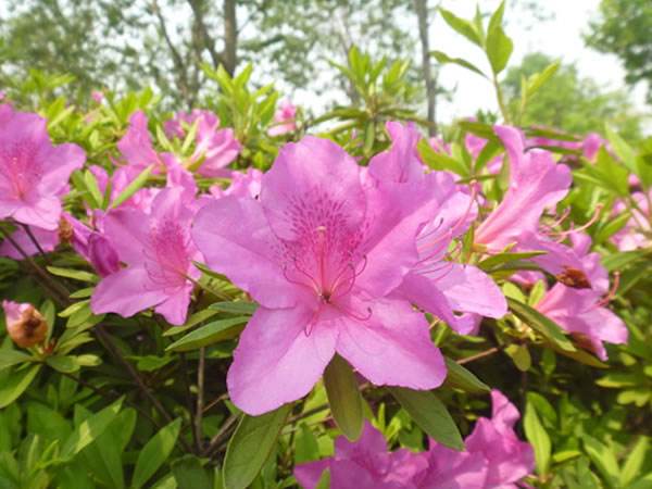 石竹花图片 石竹图片 石竹植物图片图片