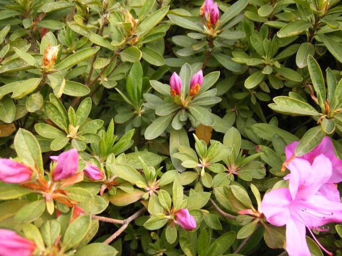 石竹花图片 石竹图片 石竹植物图片图片