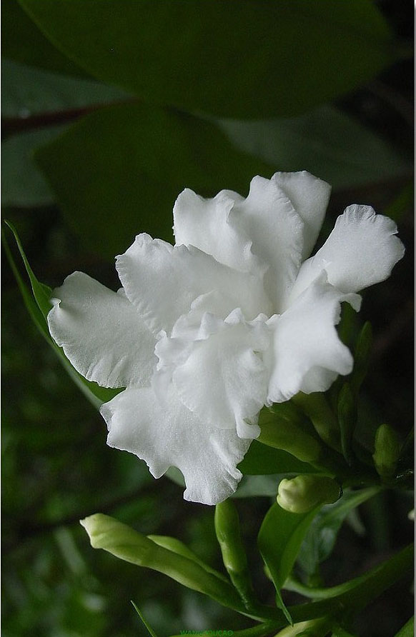 石竹花图片 石竹图片 石竹植物图片图片