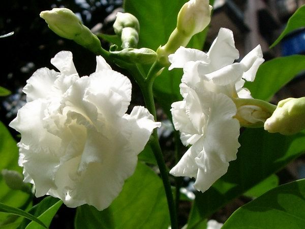 白芨花图片 白芨图片 白芨植物图片图片