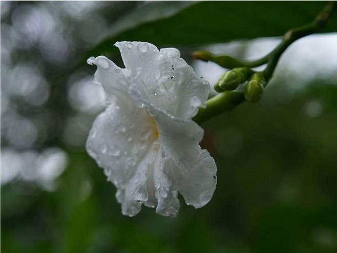 白芨花图片 白芨图片 白芨植物图片图片
