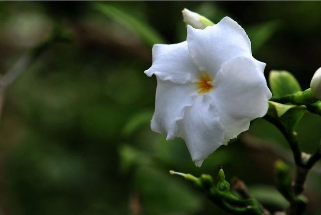 白芨花图片 白芨图片 白芨植物图片图片