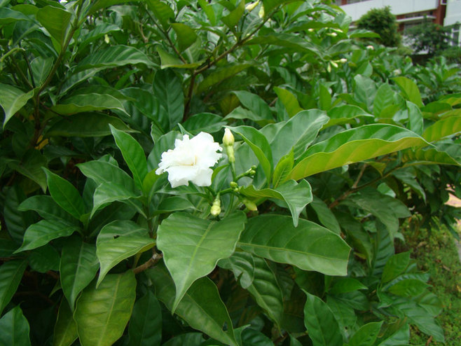 石竹花图片 石竹图片 石竹植物图片图片