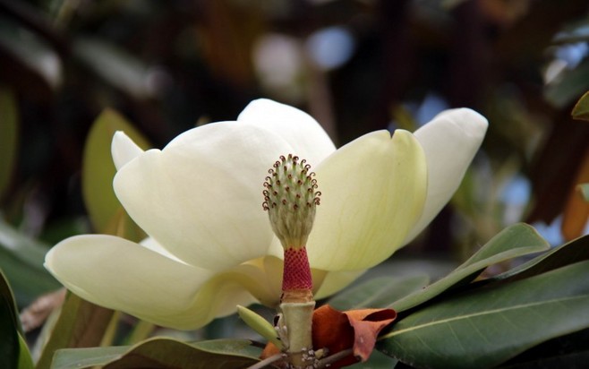 白芨花图片 白芨图片 白芨植物图片图片