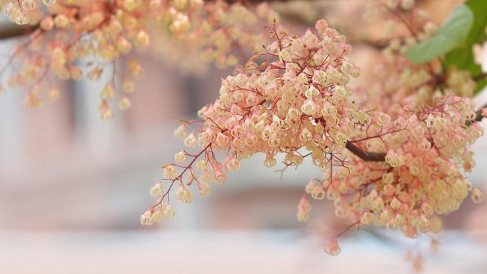 白芨花图片 白芨图片 白芨植物图片图片