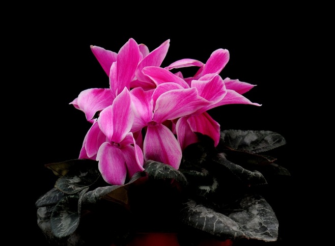 石竹花图片 石竹图片 石竹植物图片图片