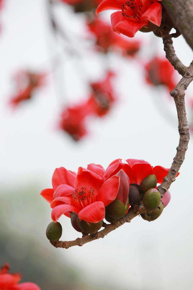 植物图片图片