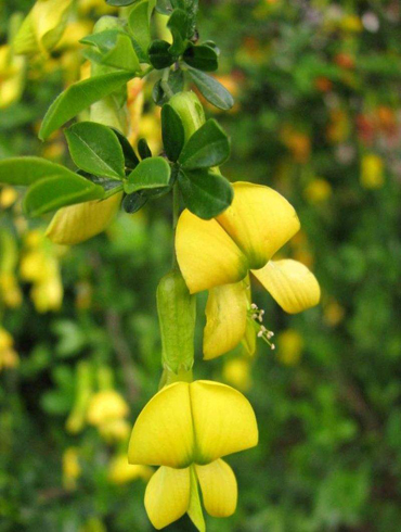白芨花图片 白芨图片 白芨植物图片图片
