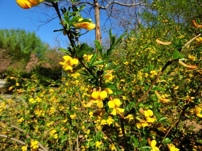 石竹花图片 石竹图片 石竹植物图片图片