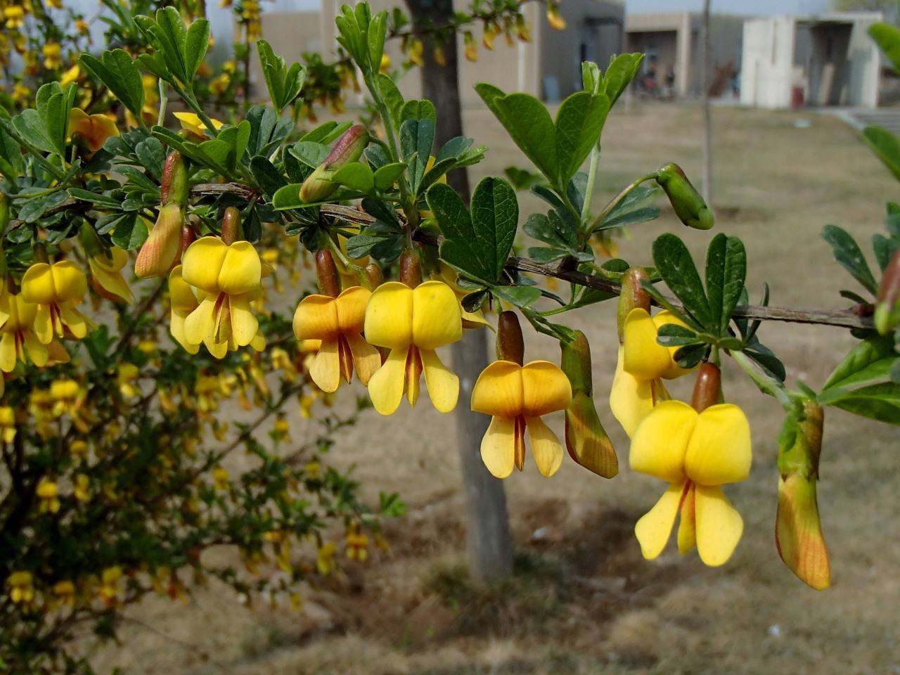 白芨花图片 白芨图片 白芨植物图片图片