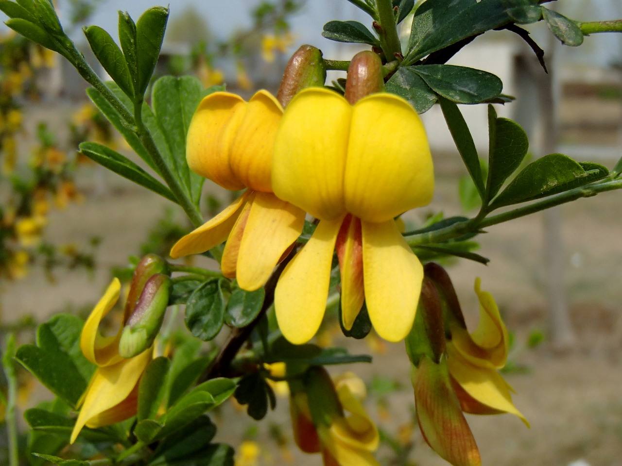 白芨花图片 白芨图片 白芨植物图片图片