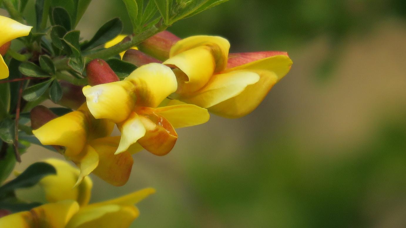 白芨花图片 白芨图片 白芨植物图片图片