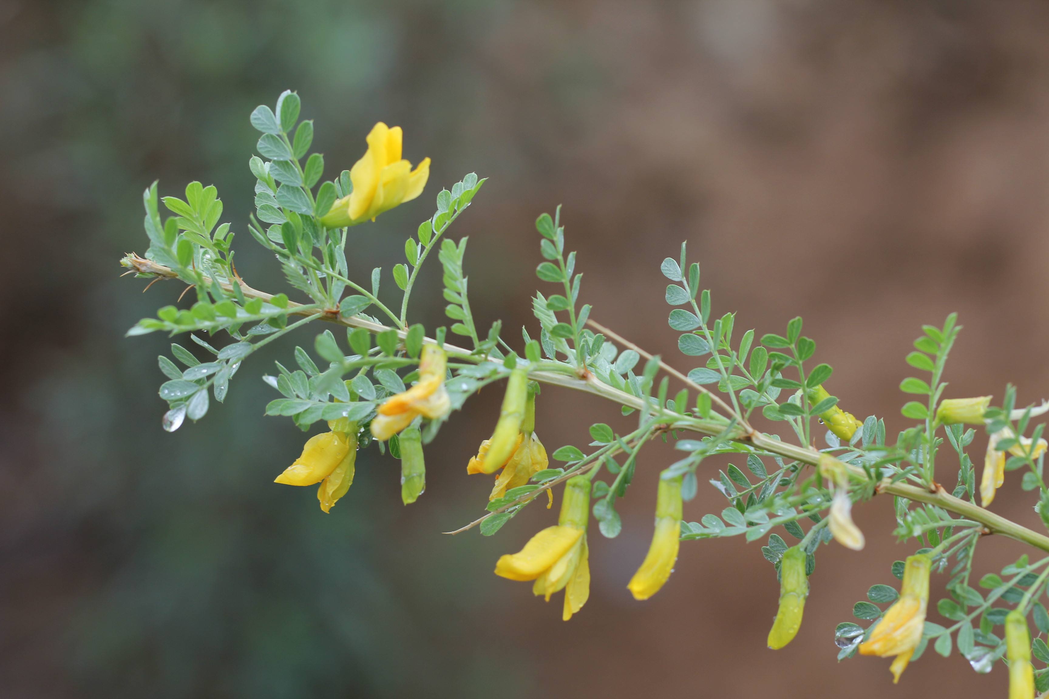 白芨花图片 白芨图片 白芨植物图片图片