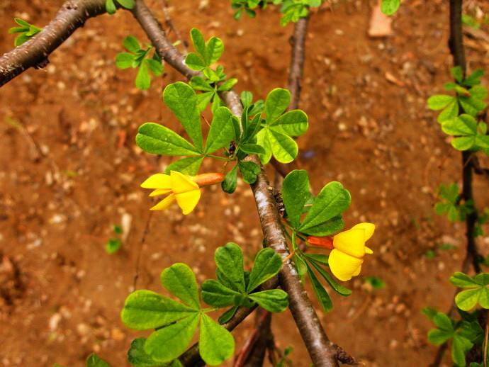 白芨花图片 白芨图片 白芨植物图片图片