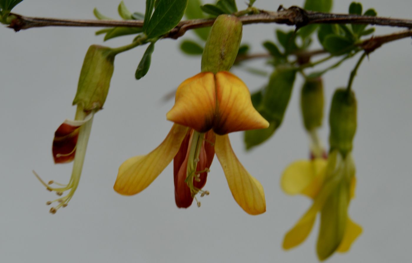 白芨花图片 白芨图片 白芨植物图片图片