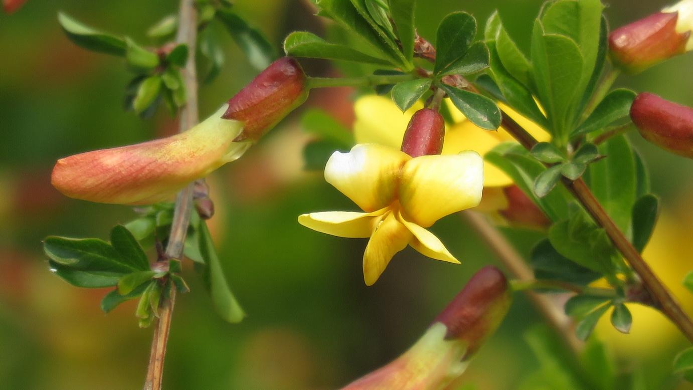 白芨花图片 白芨图片 白芨植物图片图片