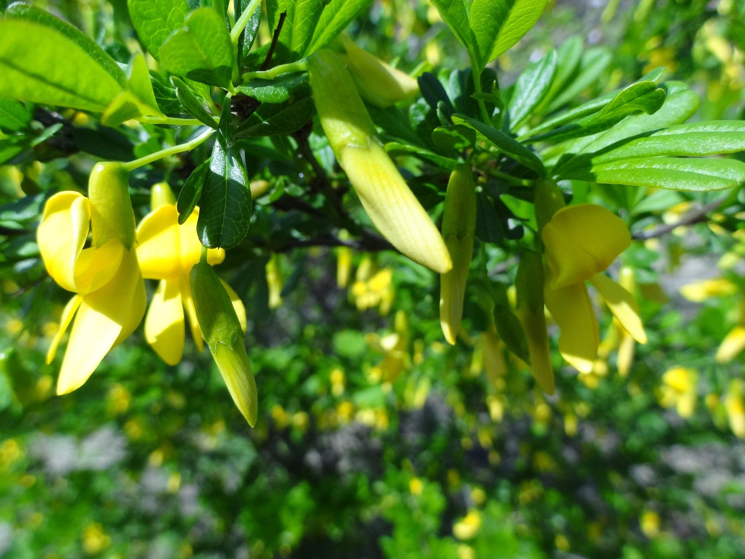白芨花图片 白芨图片 白芨植物图片图片