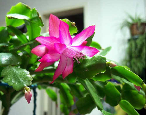 石竹花图片 石竹图片 石竹植物图片图片
