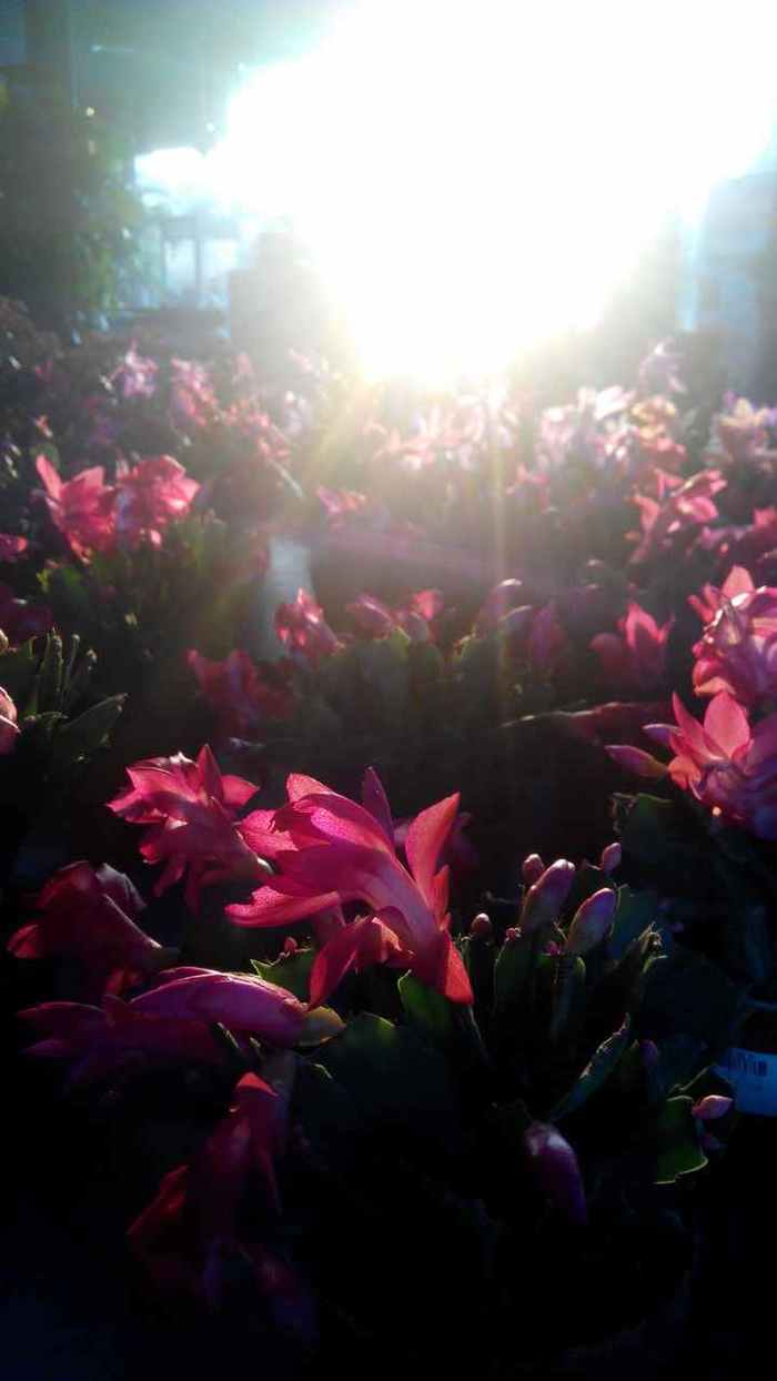 石竹花图片 石竹图片 石竹植物图片图片