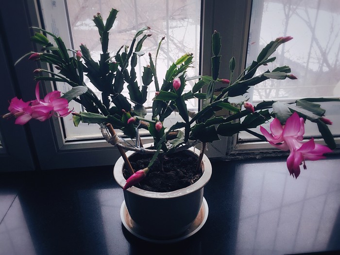 石竹花图片 石竹图片 石竹植物图片图片